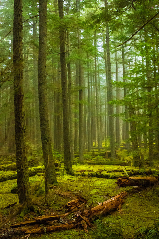 Fungi for the Forests: Mushrooms and Climate Change