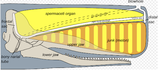 On whales and anthropogenic sound pollution
