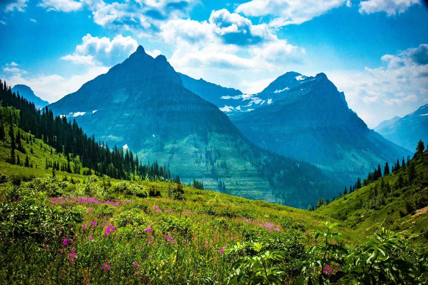 Fireweed flowers fill the valleys of Glacier National Park with patches of hot magenta beneath the glaciers on the high peaks. Explosions of color in the massive scenes of Montana never fail to delight and intrigue.