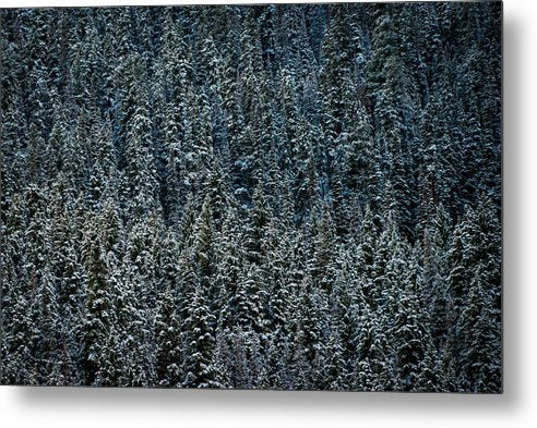 A Sheet of Conifers