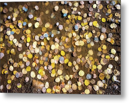 Aspen Leaves in the late fall