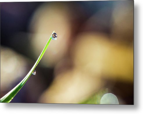 Dew on Grass #2