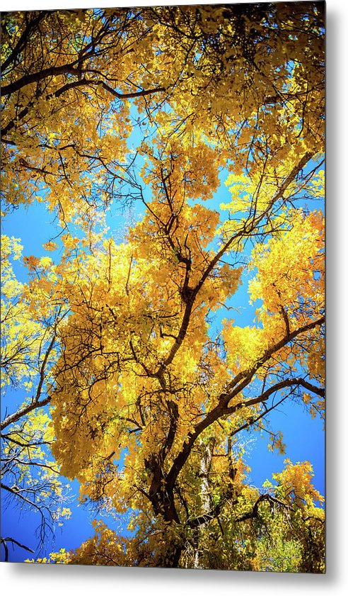 The Cottonwoods Set the Sky Alight