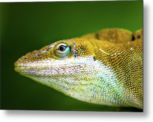 Wild Hawaiian Anole