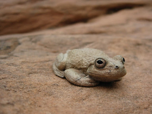 I went out in the desert to find a strange fungus that's killing millions of frogs in North America