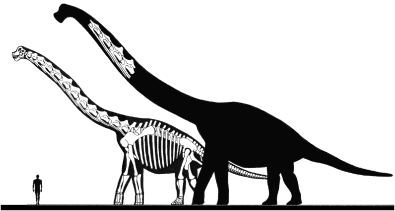 Brachiosaurus: A morphology review