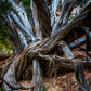 The Ancient Juniper