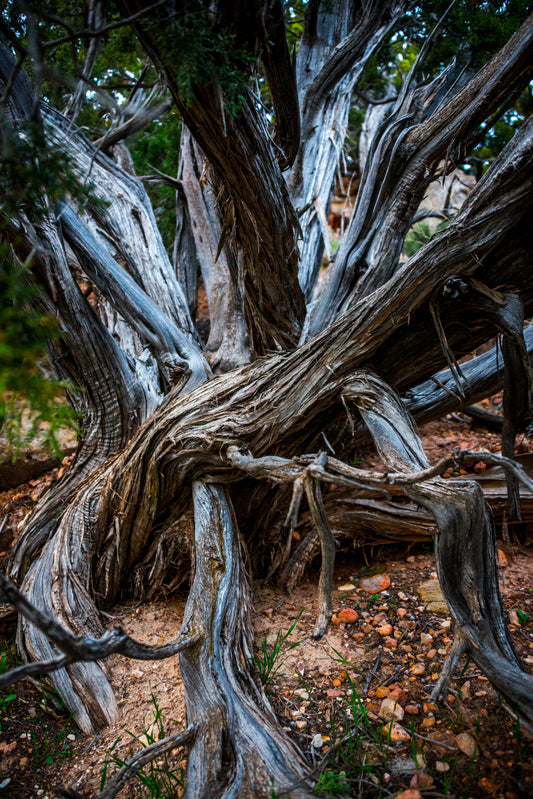 The Ancient Juniper