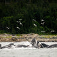 Thirteen massive, majestic, humpback whales in Alaska, usually solitary creatures, seen hunting together in the krill-rich waters. The scene almost dances, as if so much activity and excitement at the feast could not be contained.