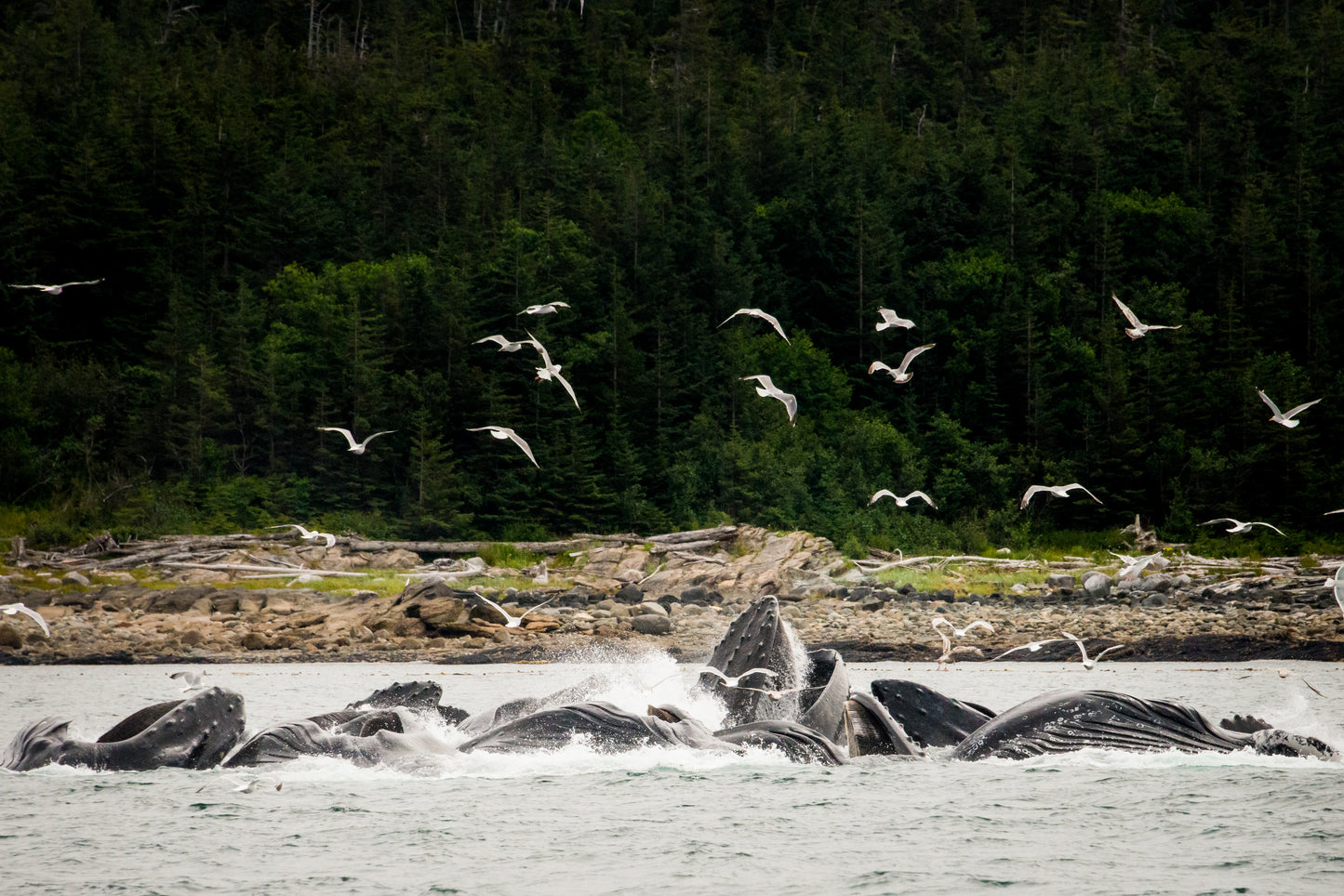 Thirteen massive, majestic, humpback whales in Alaska, usually solitary creatures, seen hunting together in the krill-rich waters. The scene almost dances, as if so much activity and excitement at the feast could not be contained.