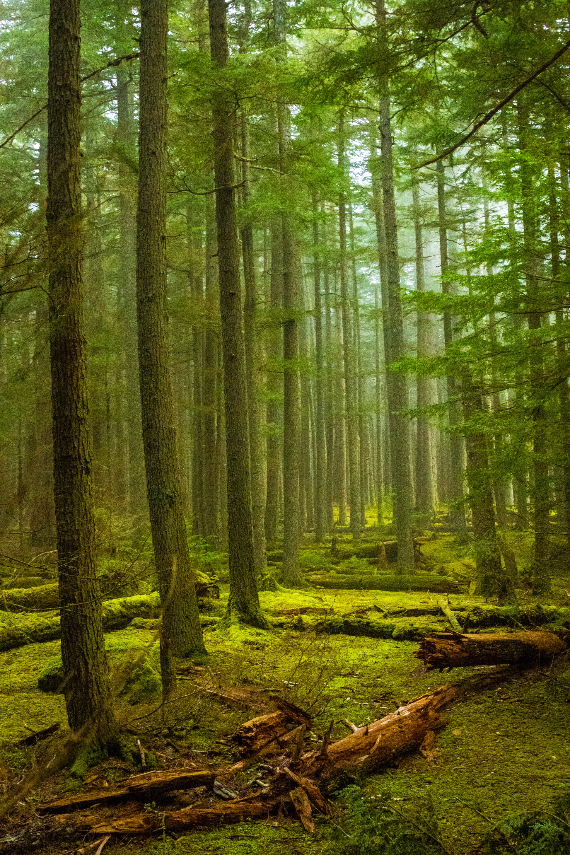 A vibrant green morning standing in the tall mossy trees of northern Washington, on the coast. The light meanders through the trees out into the distance. 