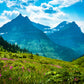 Fireweed flowers fill the valleys of Glacier National Park with patches of hot magenta beneath the glaciers on the high peaks. Explosions of color in the massive scenes of Montana never fail to delight and intrigue. 