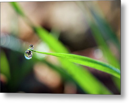 Dew on grass #1