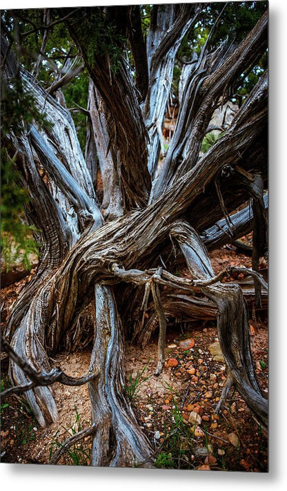 The Ancient Juniper