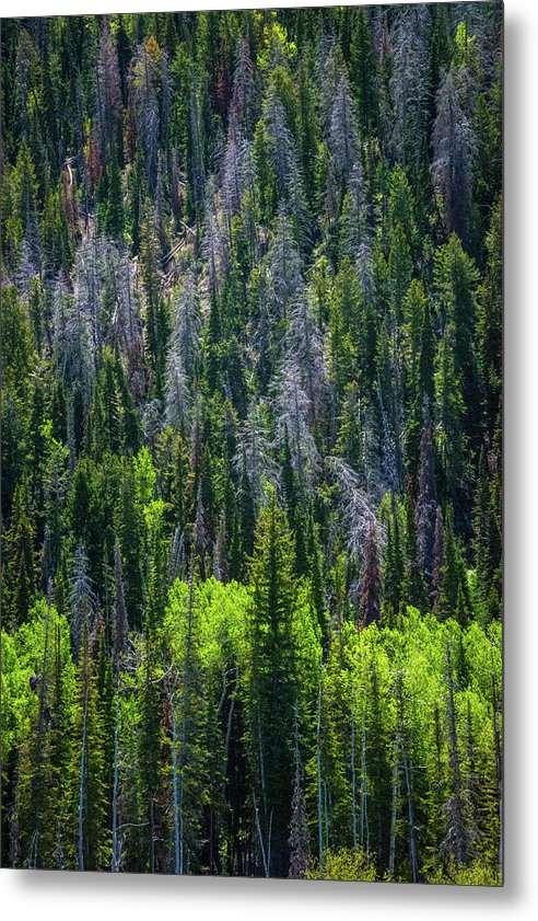 The Bark Beetles Canvas